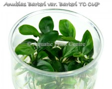 Anubias Barteri var. Barteri TC CUP